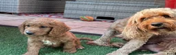 Cockapoo dogs for sale: Beautiful boy cockapoo - Advert 2