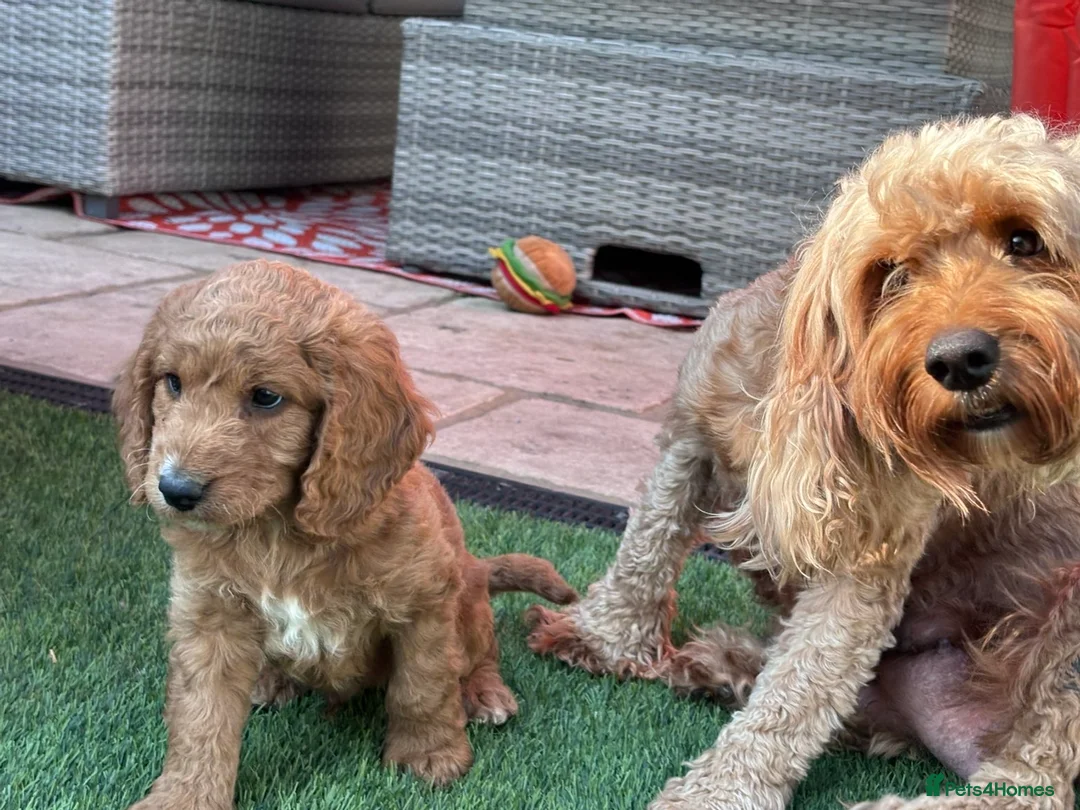 Cockapoo dogs for sale: Beautiful boy cockapoo - Advert 2