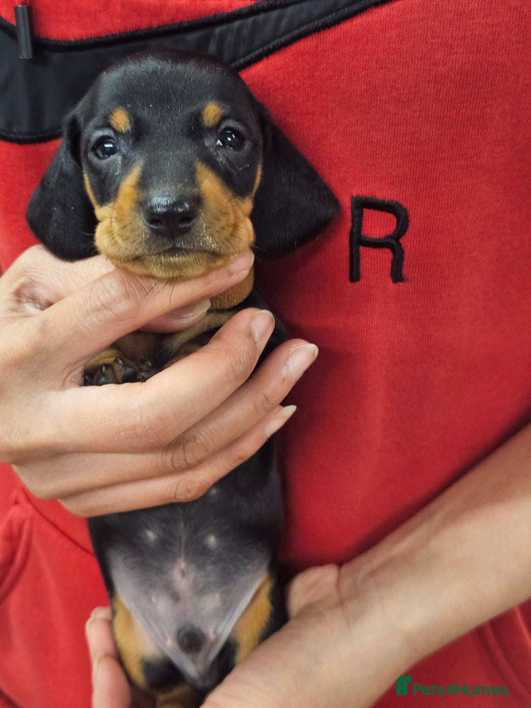 Miniature Dachshund dogs for sale: KC Registered Miniature Dachshund Puppies - Image 34