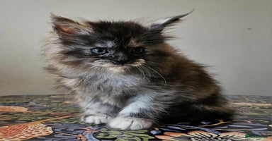Maine Coon cats - Advert 4