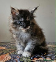 Maine Coon cats - Advert 2