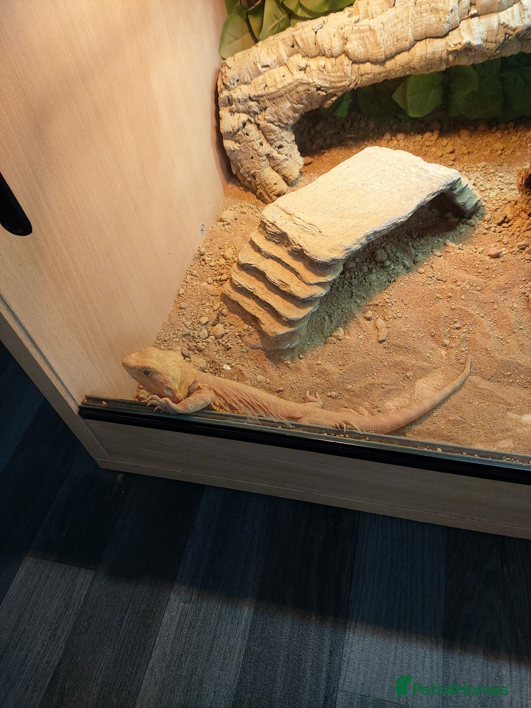 Bearded Dragon reptiles for sale: Bearded dragon full set up - Image 5