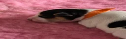 Jack Russell dogs for sale: Stunning Litter Traditional JRT Puppies 4M1F - Advert 16