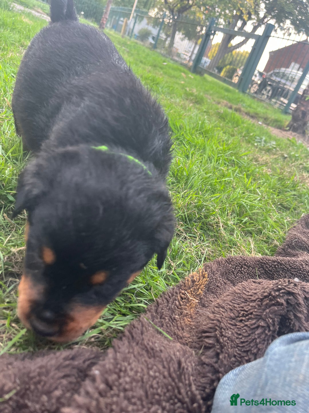Rottweiler dogs for sale: Rottweiler pups  - Image 11