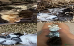 Mini Lop rabbits for sale: HAND-RAISED, FLUFFY AND FRIENDLY BUNNYS FOR SALE🥰 - Image 6