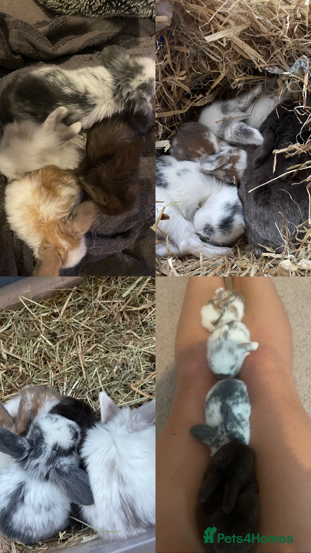 Mini Lop rabbits for sale: HAND-RAISED, FLUFFY AND FRIENDLY BUNNYS FOR SALE🥰 - Image 6