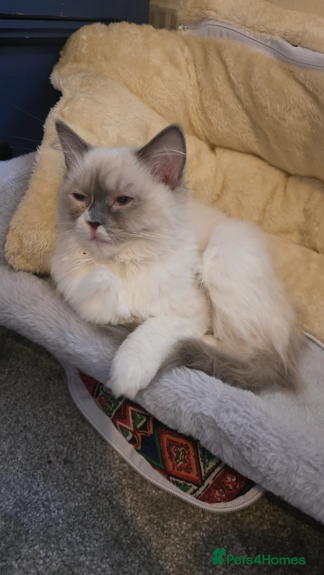 Ragdoll cats for sale: Blue Bicolour Female Ragdoll - Advert 1