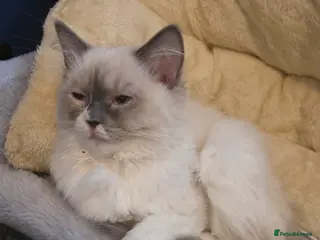 Ragdoll cats Blue Bicolour Female Ragdoll - Advert 3