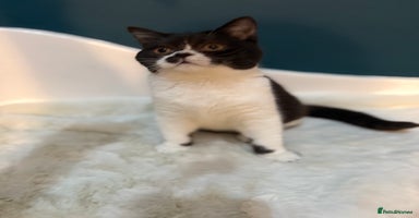 British Shorthair cats - Advert 7