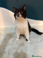 British Shorthair cats - Advert 7