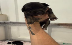 Borador dogs for sale: Border collie x lab puppies for sale  - Image 19