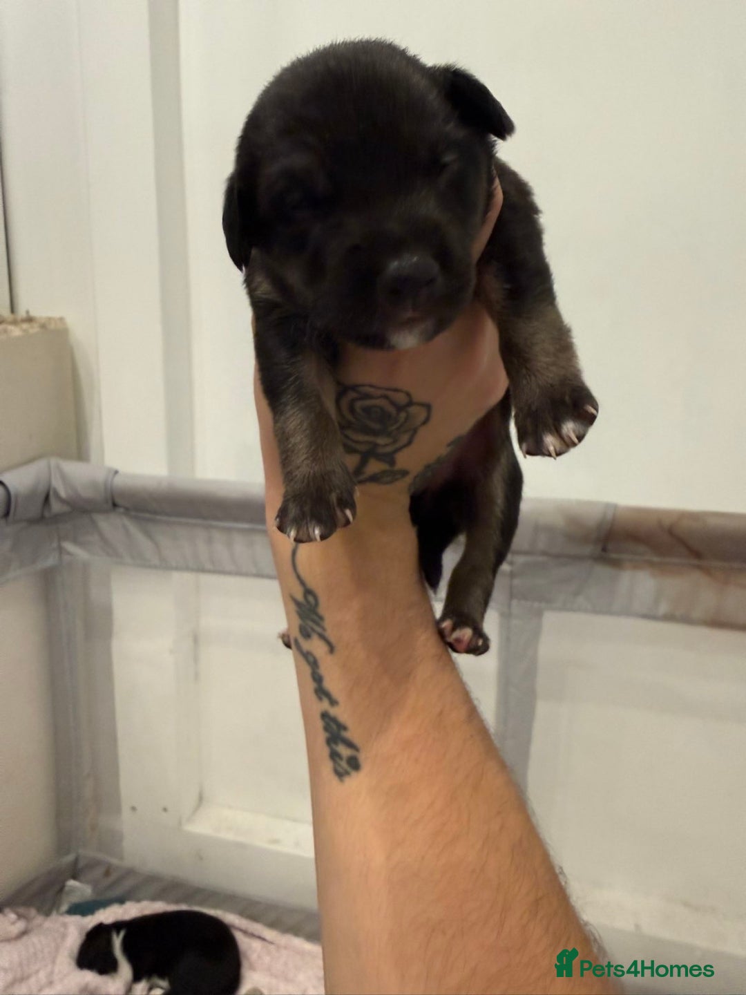 Borador dogs for sale: Border collie x lab puppies for sale  - Image 19