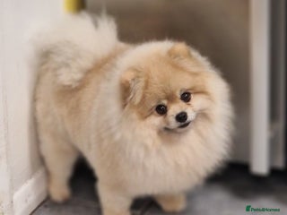 Pomeranian dogs in Romford - Advert 10
