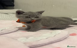 British Shorthair cats for sale: Britishshorthair kittens  - Advert 10