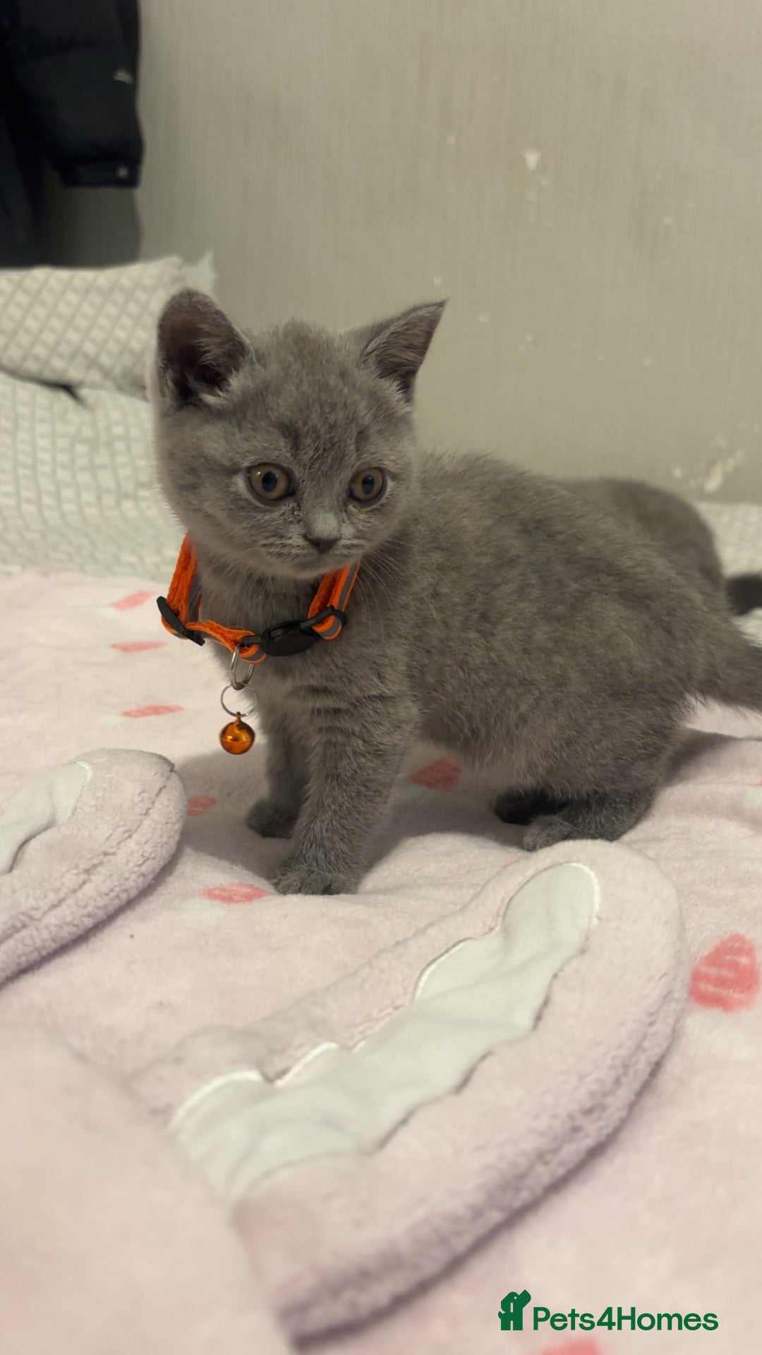 British Shorthair cats for sale: Britishshorthair kittens  - Advert 10