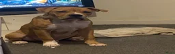 Mixed Breed dogs for sale: Tyson  - Advert 5