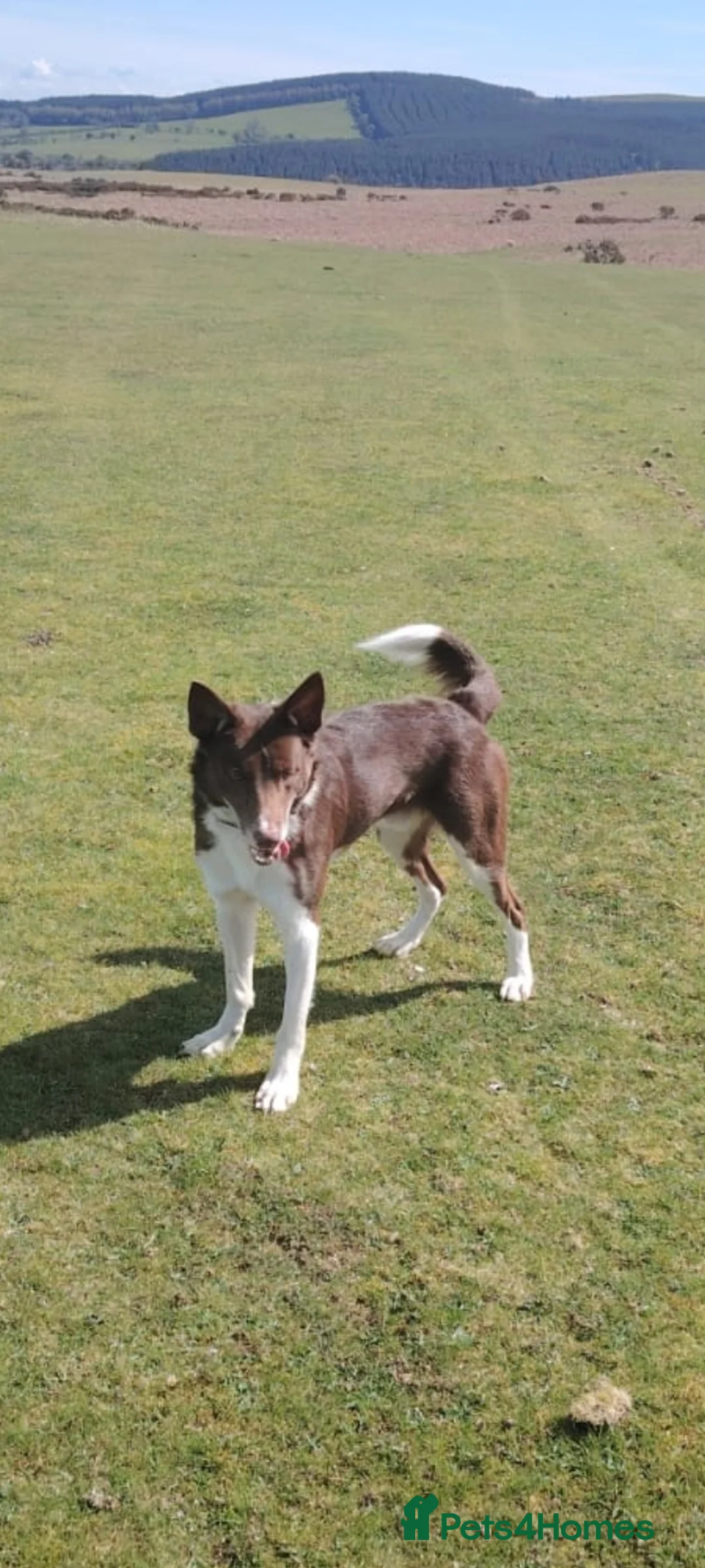 Welsh Collie dogs for sale: Welsh sheepdogs - Advert 2