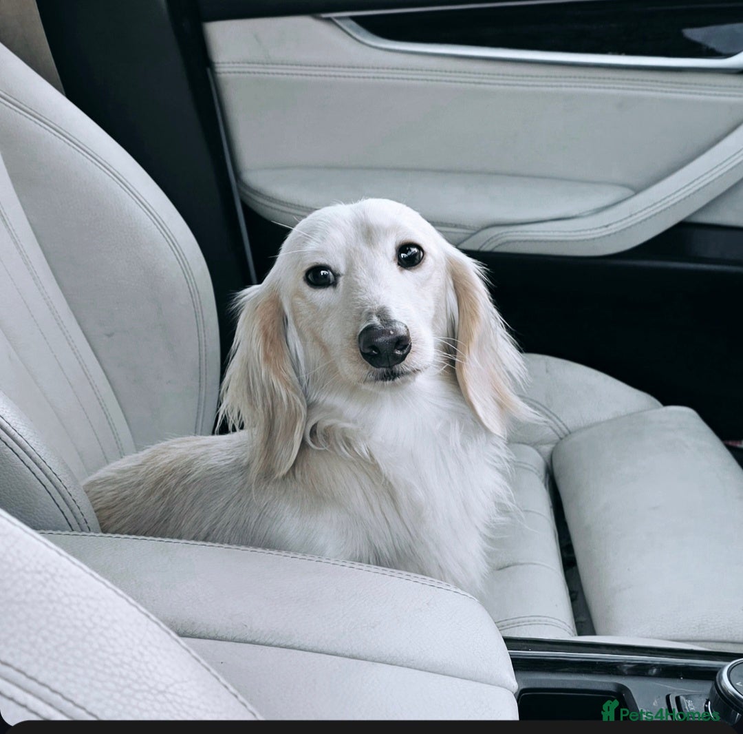 Miniature Dachshund dogs for stud: KC REG ONE OF A KIND ee/ii CREAM MINI DACHSHUND in Hinckley - Advert 1