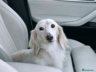 Miniature Dachshund dogs KC REG ONE OF A KIND ee/ii CREAM MINI DACHSHUND in Hinckley - Advert 15