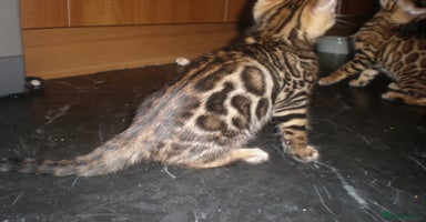 Bengal cats in Manchester - Advert 1