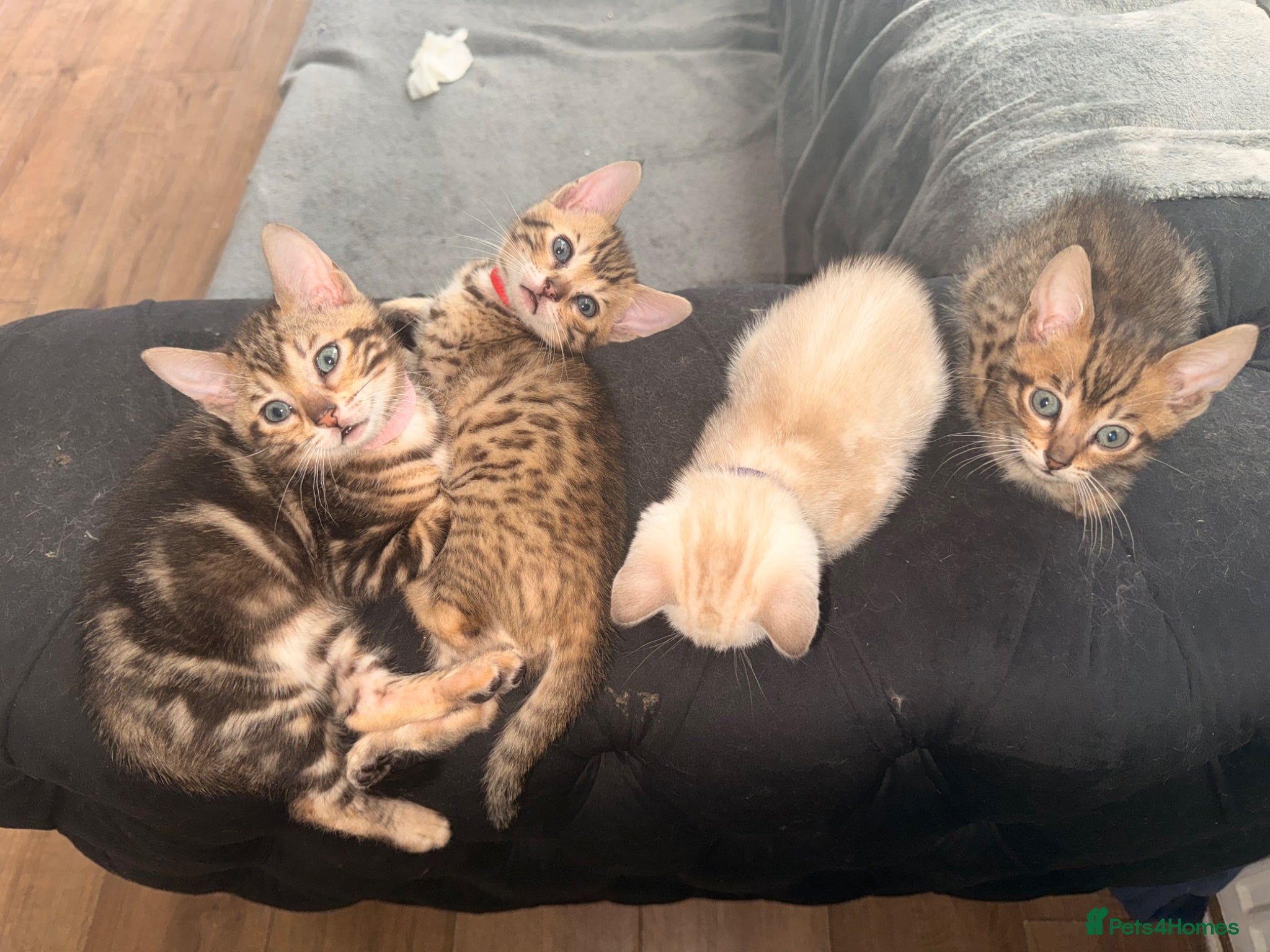 Bengal cats Blue Eyed Snow Bengal, Rosette & Brown Marble  - Advert 1