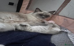 Ragdoll cats for sale: Ragdoll kitten  - Image 2