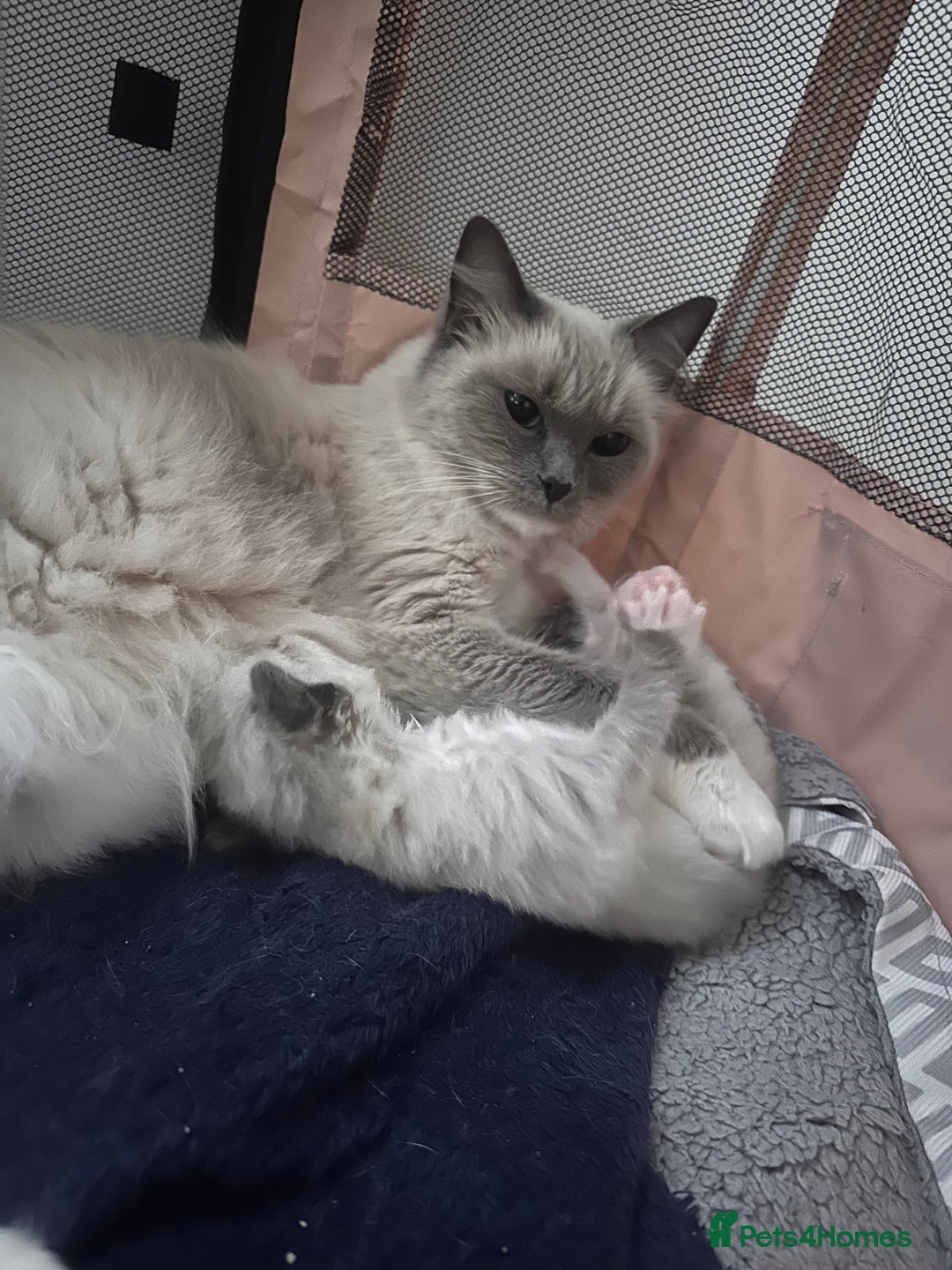 Ragdoll cats for sale: Ragdoll kitten  - Image 2