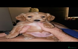 Mixed Breed dogs for sale: Last 2 pups for sale  - Image 1