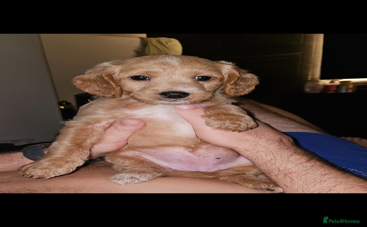 Mixed Breed dogs - Advert 1