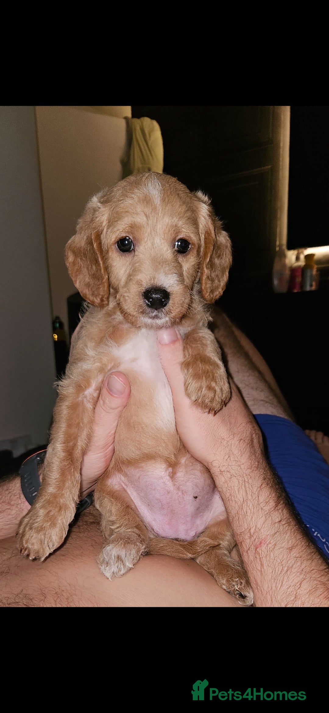 Mixed Breed dogs for sale: Last 2 pups for sale  - Image 1
