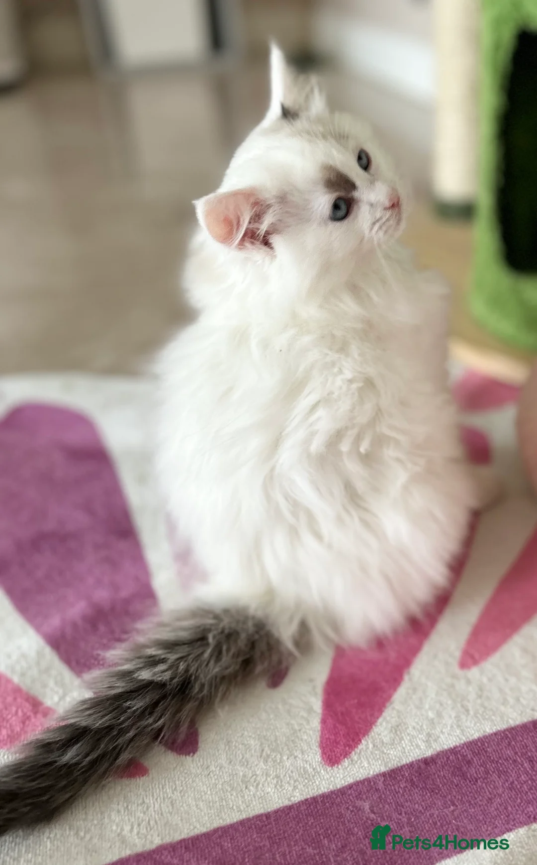 Ragdoll cats for sale: Gorgeous rare Van Ragdoll boy - Advert 9