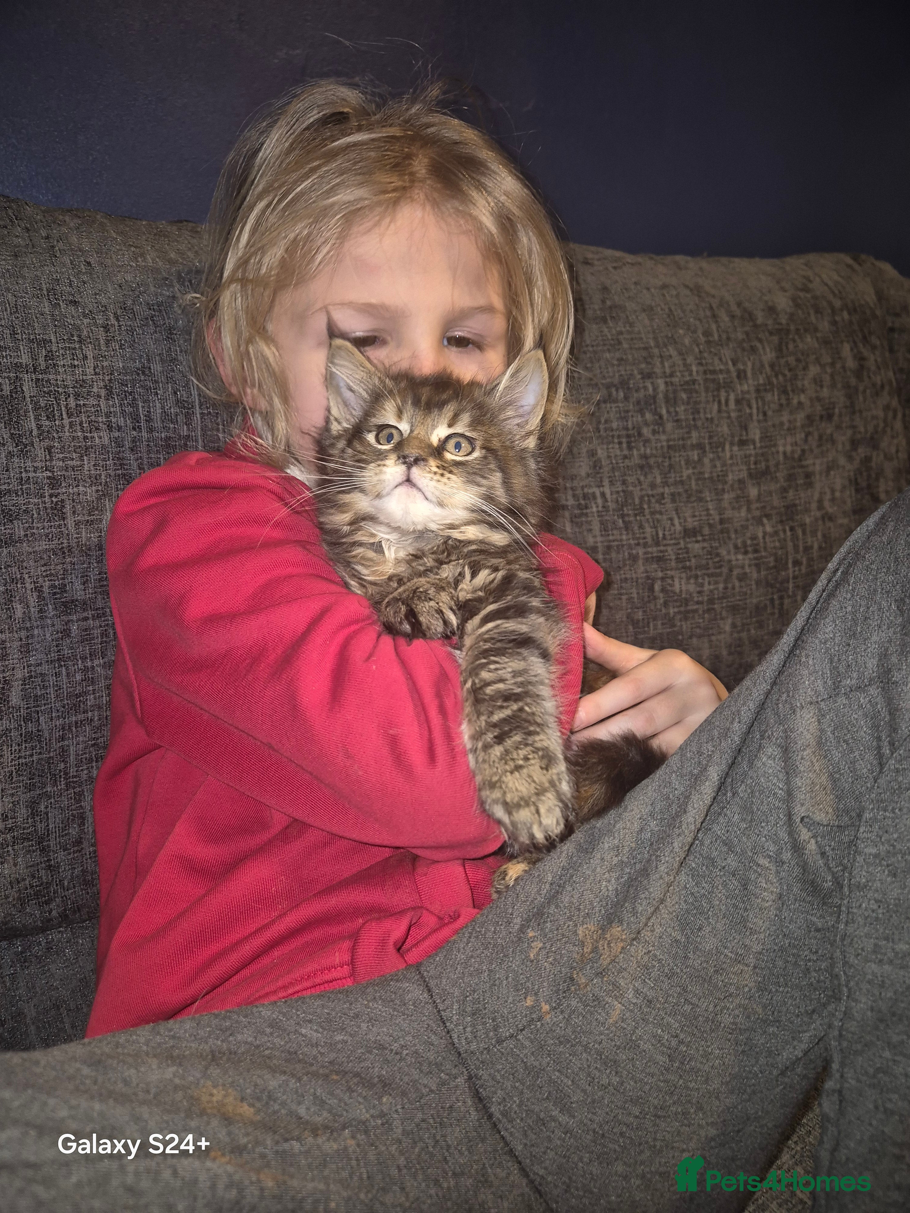 Maine Coon cats Russian /xxl maine coon - Advert 1