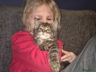 Maine Coon cats Russian /xxl maine coon - Advert 1