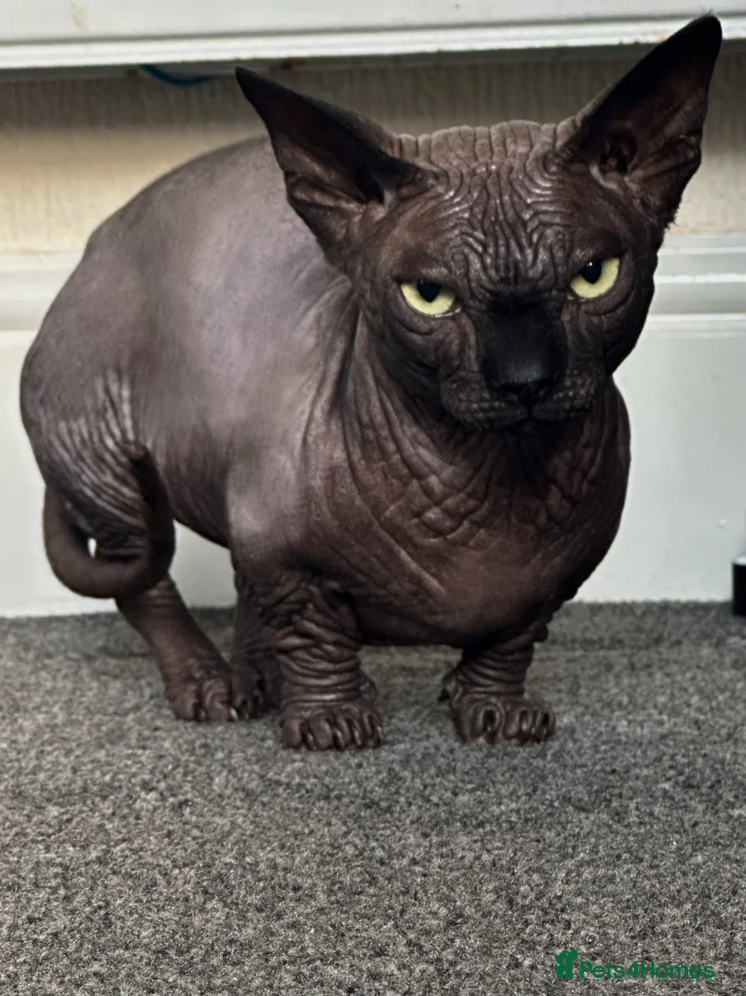 Sphynx cats for stud: Proven TICA reg Bambino Sphynx for stud  - Advert 2