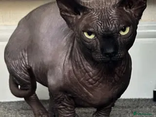 Sphynx cats Proven TICA reg Bambino Sphynx for stud - Advert 18