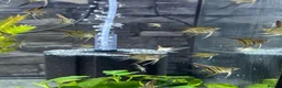 Angelfish fish for sale: Angel Fish/Shrimp/Golden Danio/Betta  - Advert 11