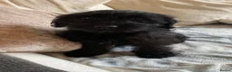 Mixed Breed dogs for sale: Lovely dog 4 years for rehome.  - Advert 5