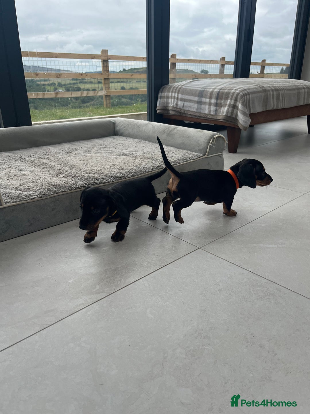 Miniature Dachshund dogs for sale: One beautiful Beautiful girl left  💜🐶  - Image 17