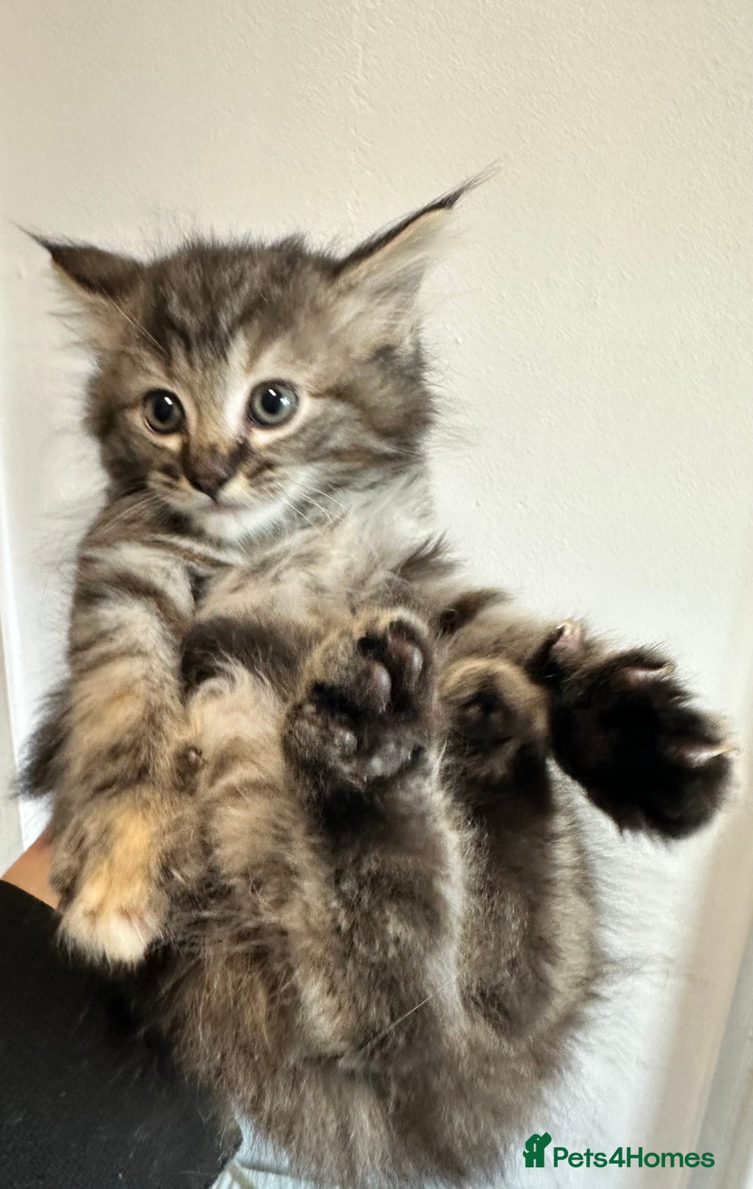 Maine Coon cats for sale: We have 4  sweet English Maine coon kittens❣️ - Advert 11