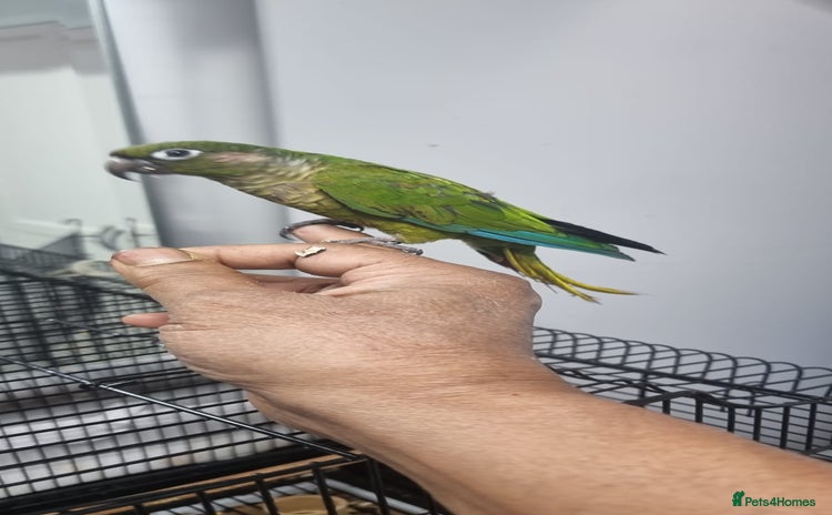 Conures birds - Advert 1