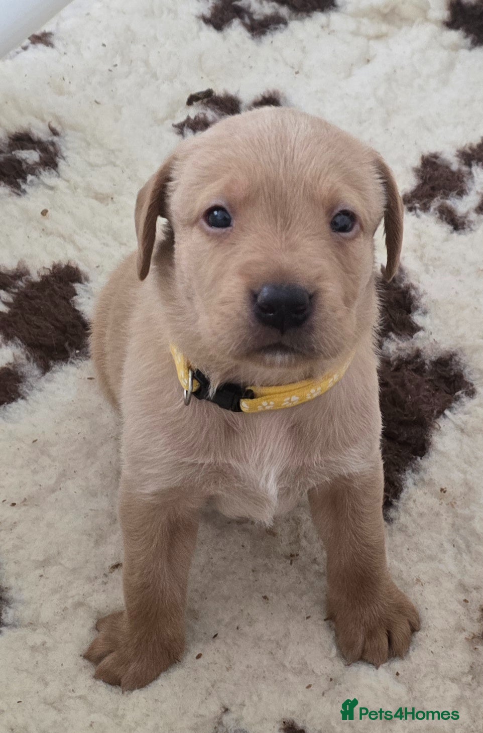 Labrador Retriever dogs Stunning KC registered Labrador puppies - Advert 2