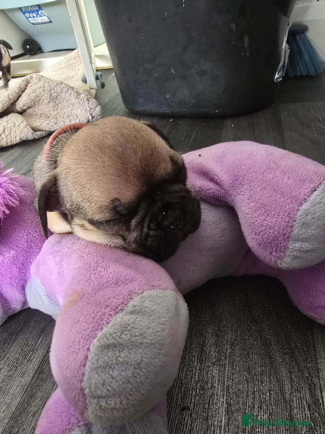 French Bulldog dogs for sale: French bull dog Puppies - Image 8
