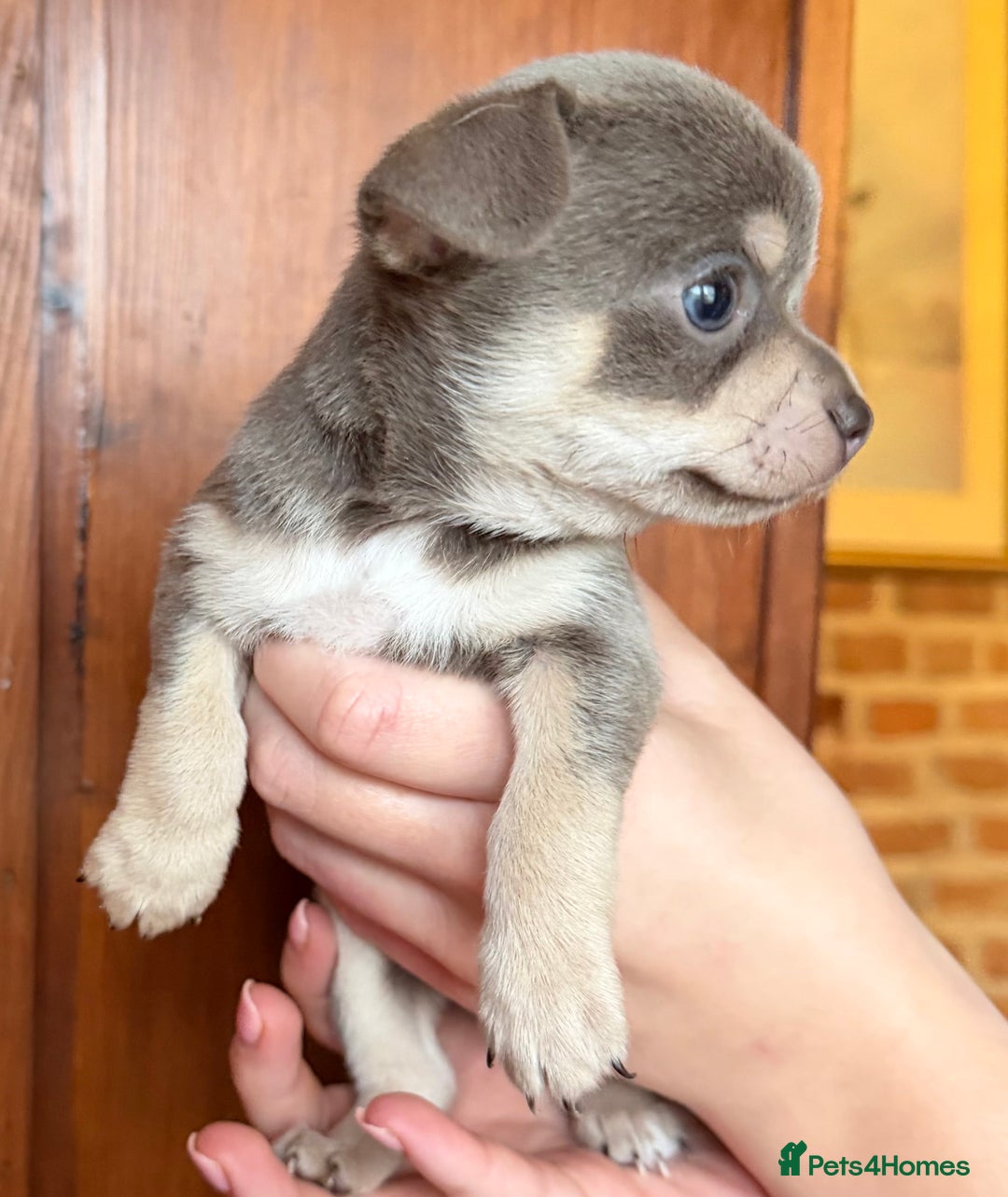 Chihuahua dogs for sale: Stunning Blue & Tan Male Chihuahua puppy - Advert 2