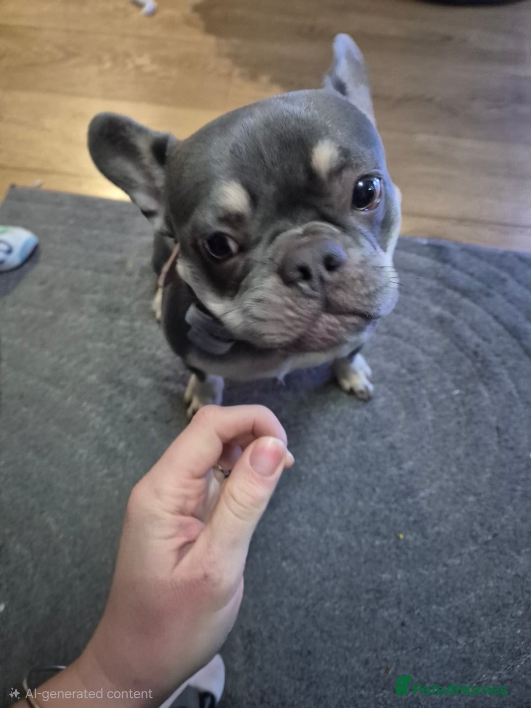 French Bulldog dogs for sale: KC REG LILAC TAN FEMALE Blue Eye 10month FEMALE - Advert 2