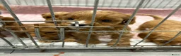Cavapoo dogs for sale: Red Cavapoo puppies  - Advert 11