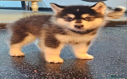 Alaskan Malamute dogs for sale: Full pedigree Alaskan Malamute Puppies - Image 7