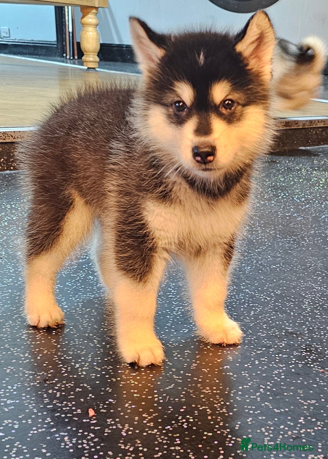 Alaskan Malamute dogs for sale: Full pedigree Alaskan Malamute Puppies - Image 7