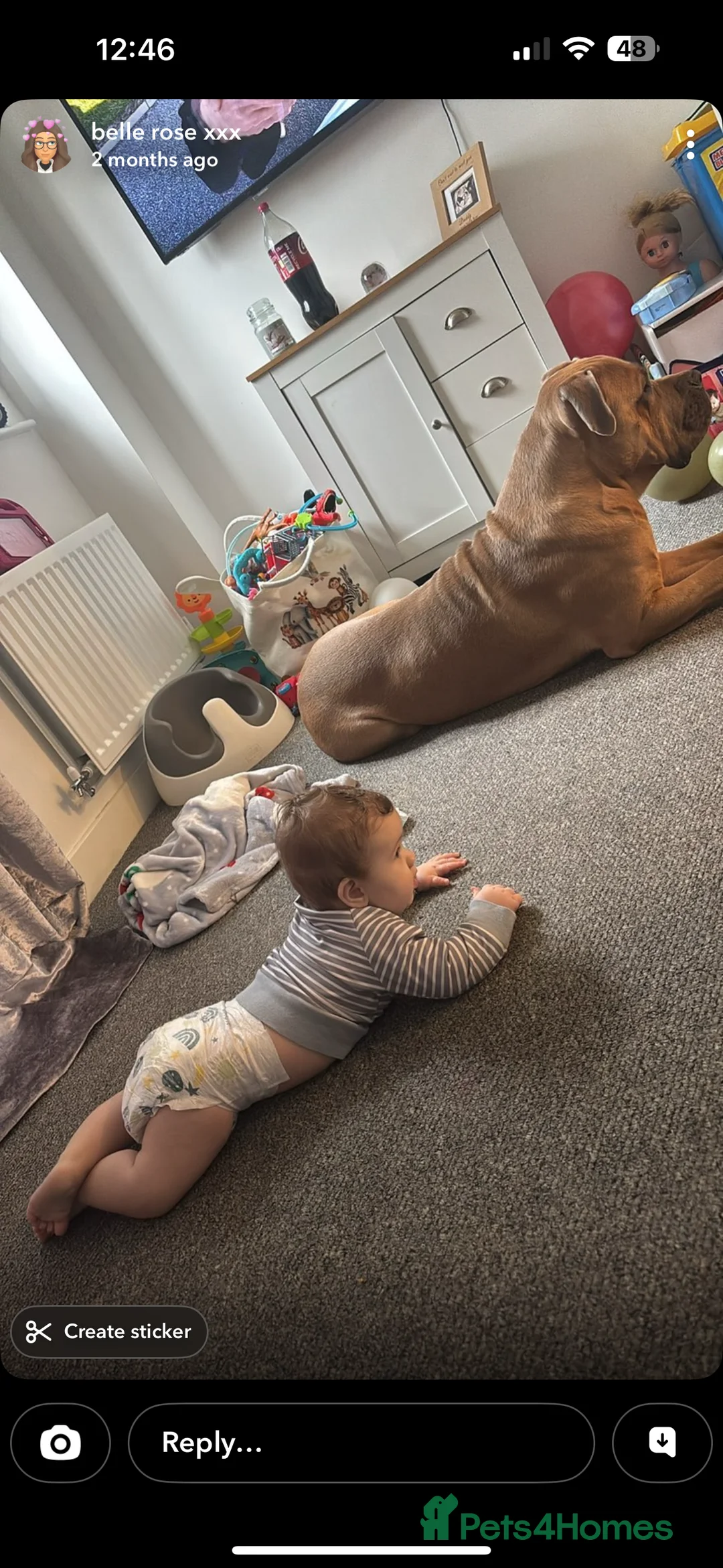 Cane Corso dogs for sale: Rocco cane corso - Advert 2