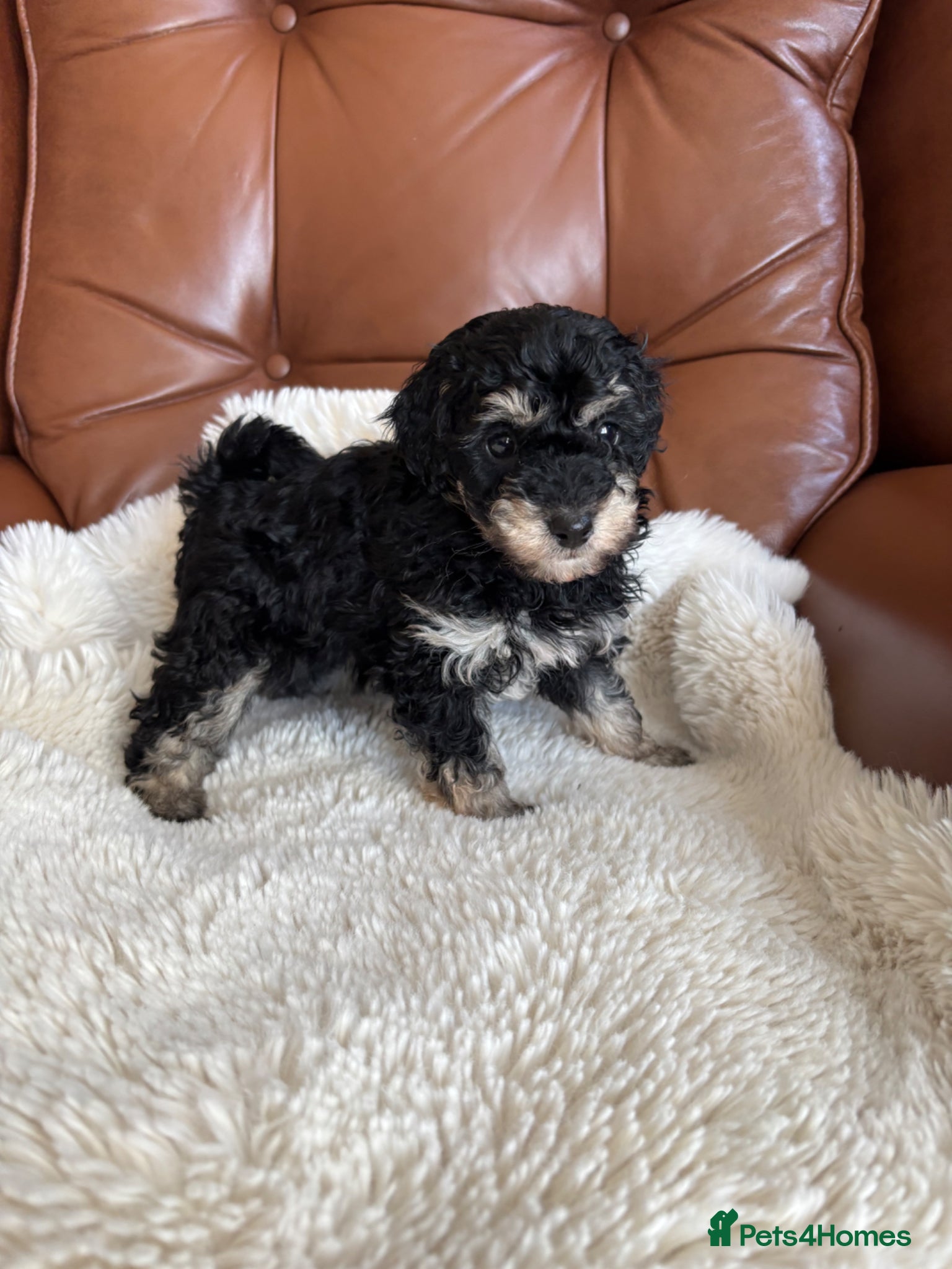 Cavapoo dogs Cavapoo from DNA PARENTS - Advert 4