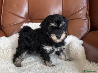 Cavapoo dogs Cavapoo from DNA PARENTS - Advert 2